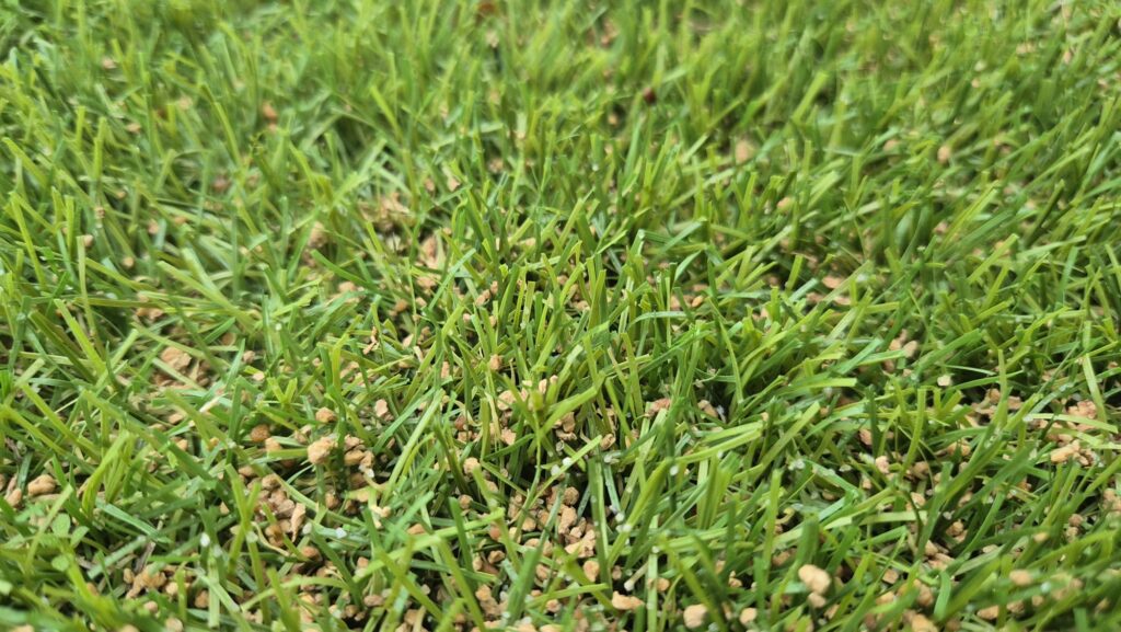 kunstgrasveld infill met kurkgranulaat en olijfpittengranulaat