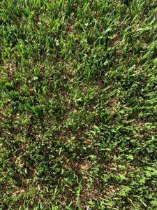 kunstgrasveld met olijfkern granulaat