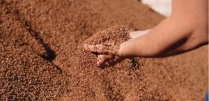 kunstgrasveld met olijfpit granulaat infill is duurzaam